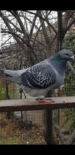 Screenshot_20201226-192148_Video Player - Pui 2020