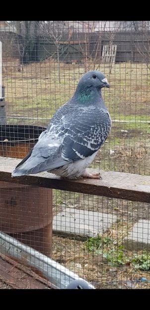 Screenshot_20201226-191634_Video Player - Pui 2020