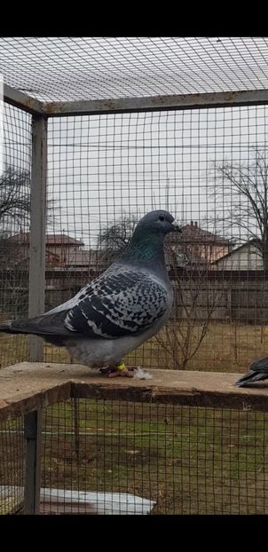 Screenshot_20201226-182427_Video Player - Pui 2020