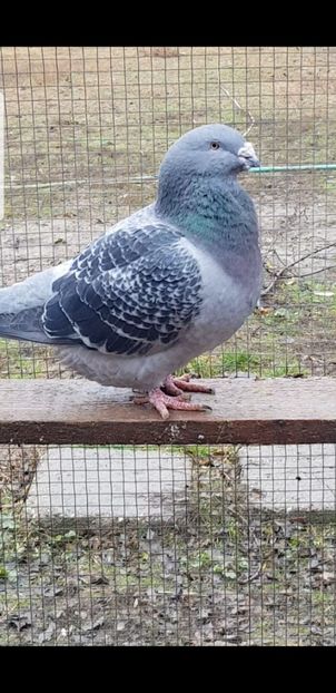 Cezar 2019 - 2020 Guti si Cuci