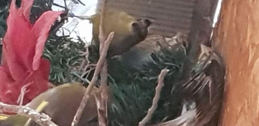  - Pasari salbatice 2020