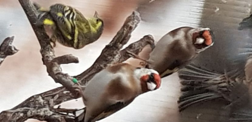  - Pasari salbatice 2020