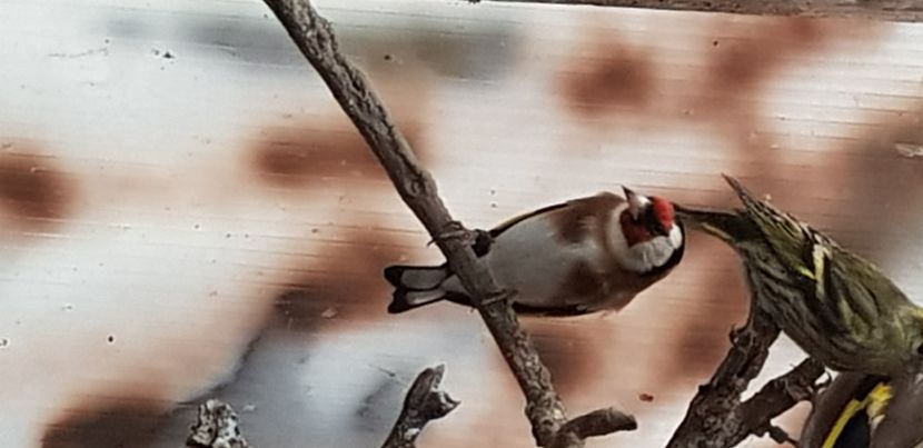  - Pasari salbatice 2020