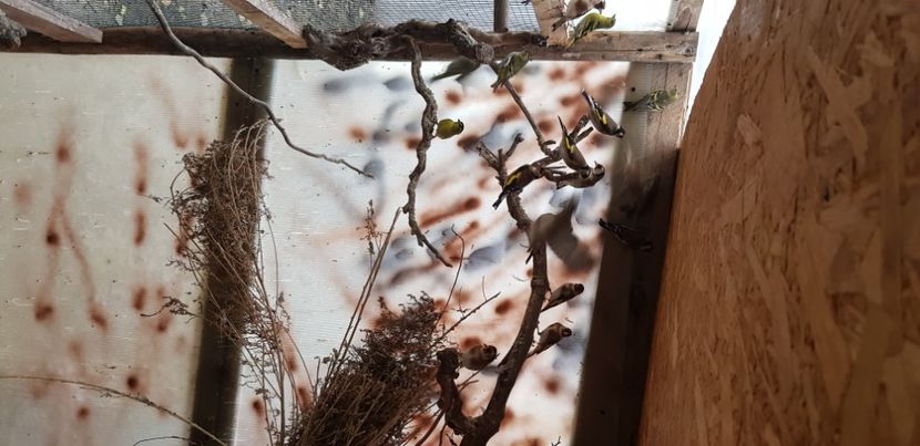  - Pasari salbatice 2020