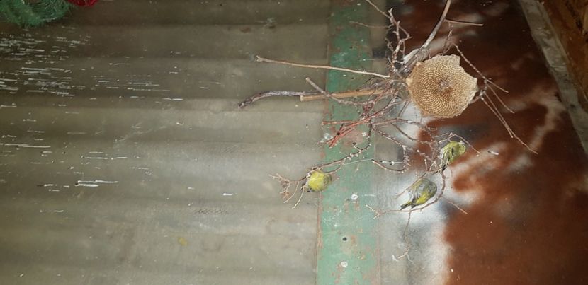  - Pasari salbatice 2020