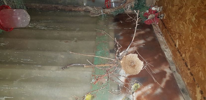  - Pasari salbatice 2020