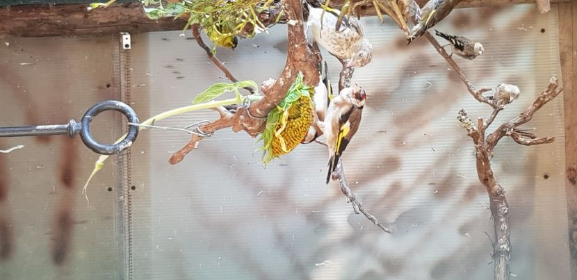  - Pasari salbatice 2020