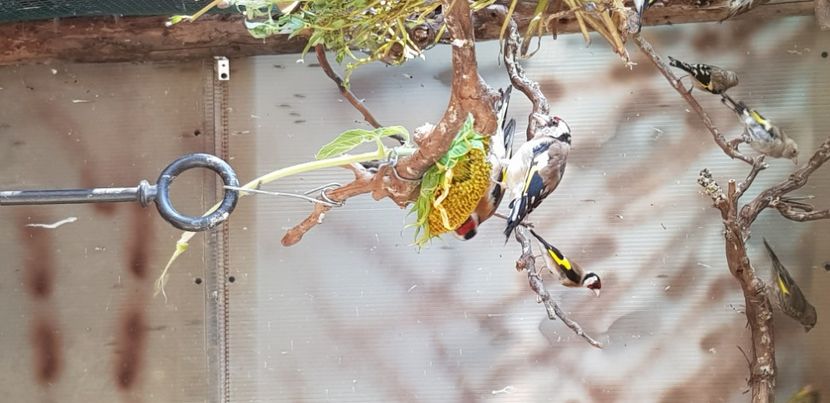  - Pasari salbatice 2020