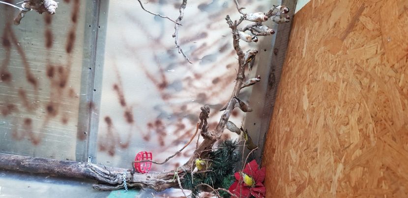  - Pasari salbatice 2020