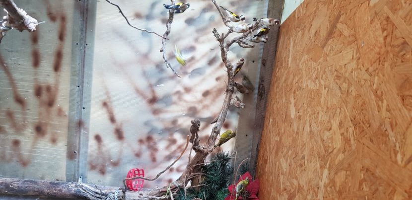  - Pasari salbatice 2020