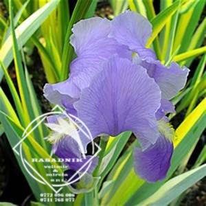 Iris Zebra sau Aureo Pallida Variegata3 - IRIS ZEBRA AUREA VARIEGATA