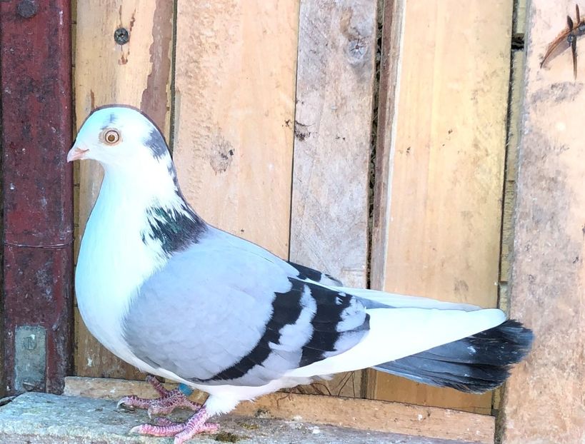 7066  femelă  2018 - B - perechi 2022