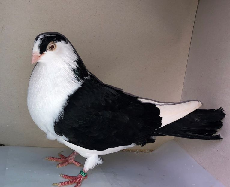 17049  femelă  2019 - B - perechi 2022