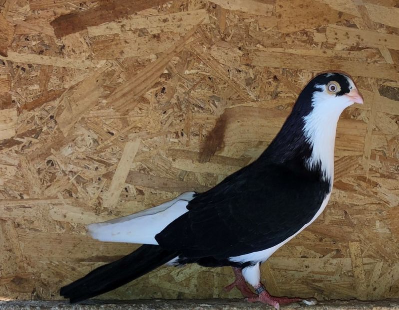 8711  mascul  2020 - B - perechi 2022