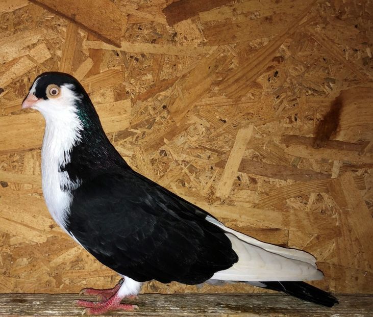 8688  mascul  2020 - Plecați ALBUM 3