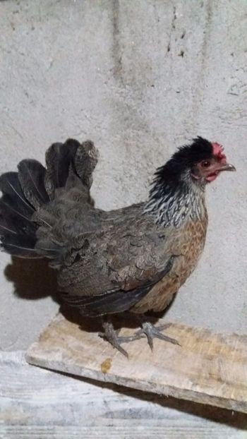 vanduta - De vanzare gainuse mi de flori