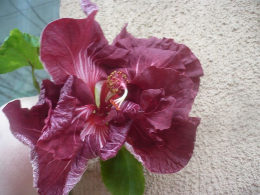 P1470394 - HIBISCUSI 2020-6