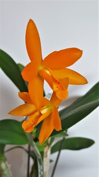  - Cattleya