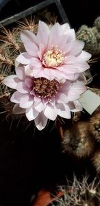  - Cactusi 2020