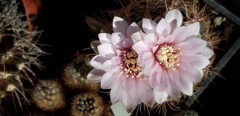 Copy of 20190526_173031 - Cactusi 2020