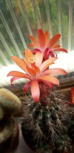 Copy of 20190528_120803 - Cactusi 2020