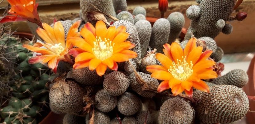 Copy of 20190528_120808 - Cactusi 2020