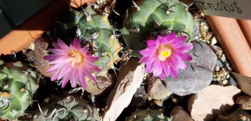 Copy of 20190528_120823 - Cactusi 2020