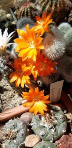 Copy of 20190528_120830 - Cactusi 2020