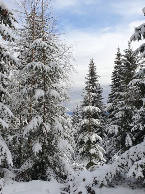 d4c6baf3-c742-4d78-a820-20e5a054c8ac - 2020 BUSCAT BAIȘOARA 27 dec