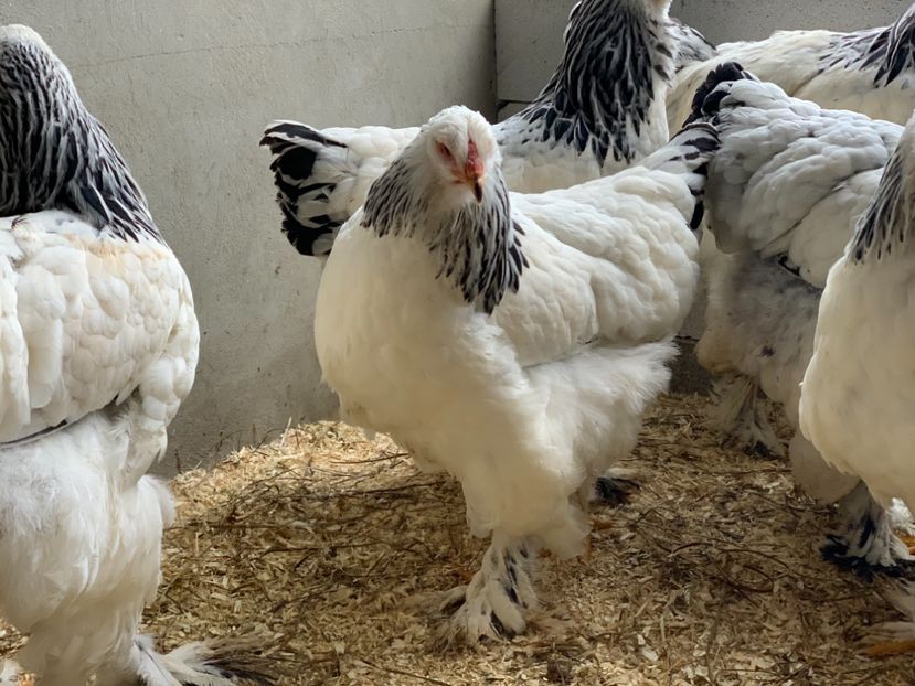 364F8E65-08F8-469F-A969-811A4D0A2F28 - Herminat Deschis 2021