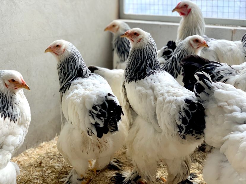 74FC28E5-DEB8-4F70-AA93-1F6806692B8D - Herminat Deschis 2021