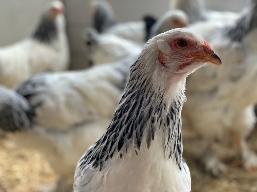 15FB294F-8E36-4C52-9CEE-D156C901FE8F - Herminat Deschis 2021