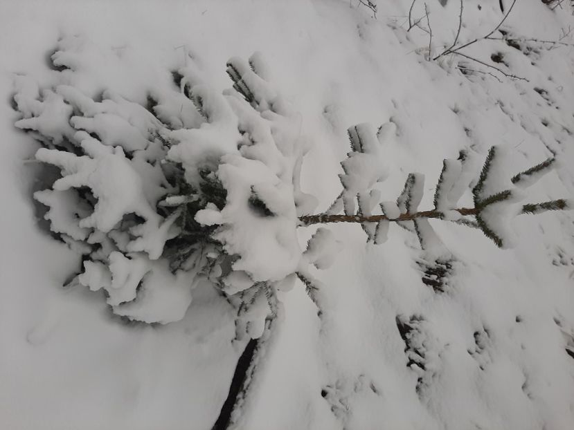  - Ranca decembrie 3020