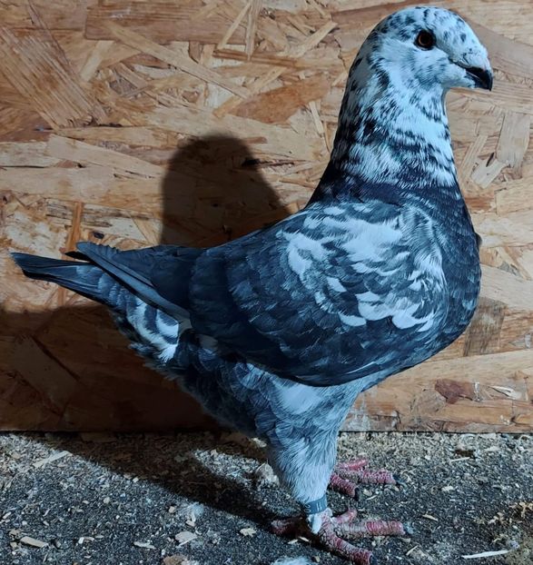 received_685285905514333 - 3---AGH DAȚI 2019 - 2025