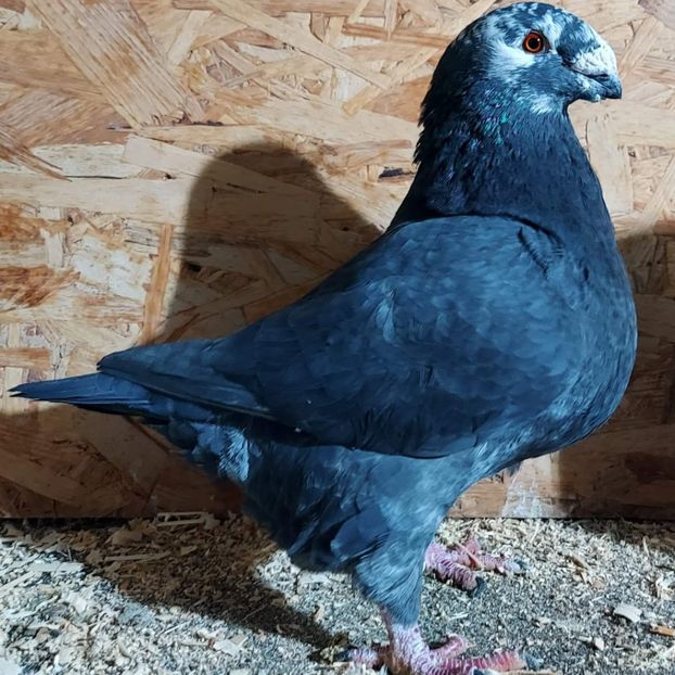 received_3494740710623563 - 3---AGH DAȚI 2019 - 2025