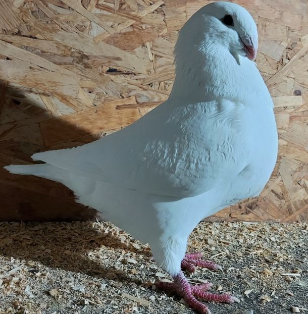  - 3---AGH DAȚI 2019 - 2025