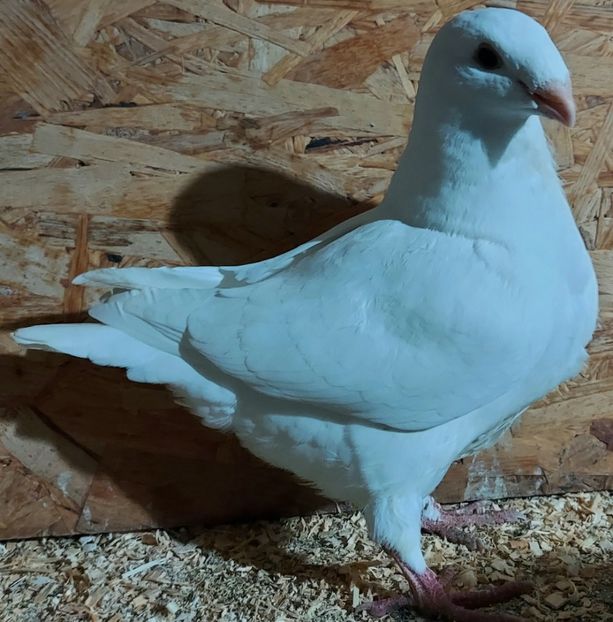  - 3---AGH DAȚI 2019 - 2025