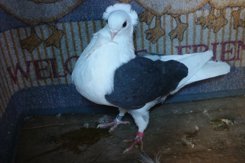 f 422-14 matca - toamna 2020-primavara 2021