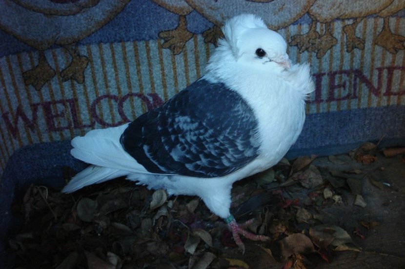 m 208-19 - perechile 2022