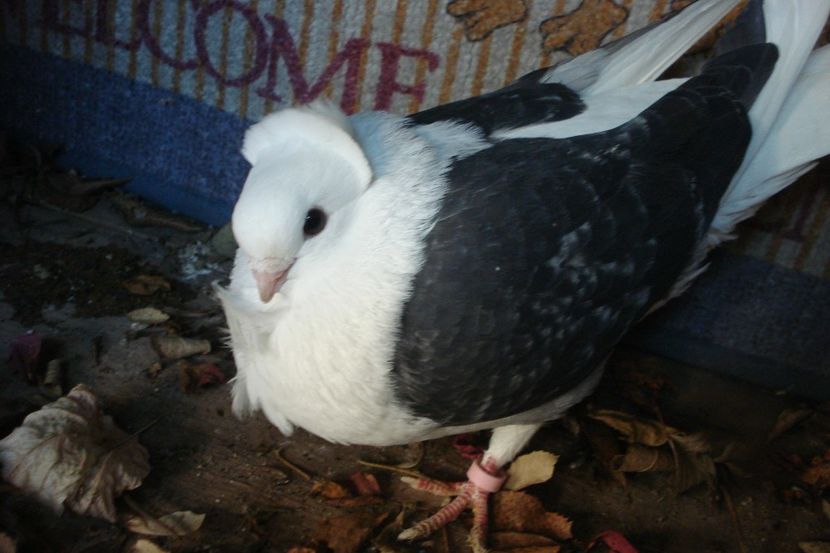 f 178-20  florin is - toamna 2020-primavara 2021