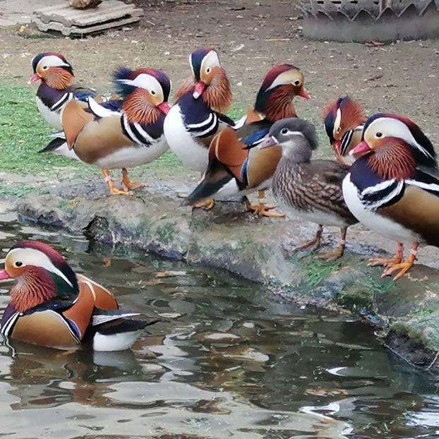 - rate mandarin