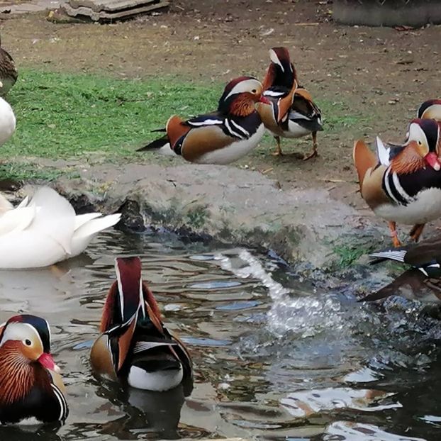  - rate mandarin