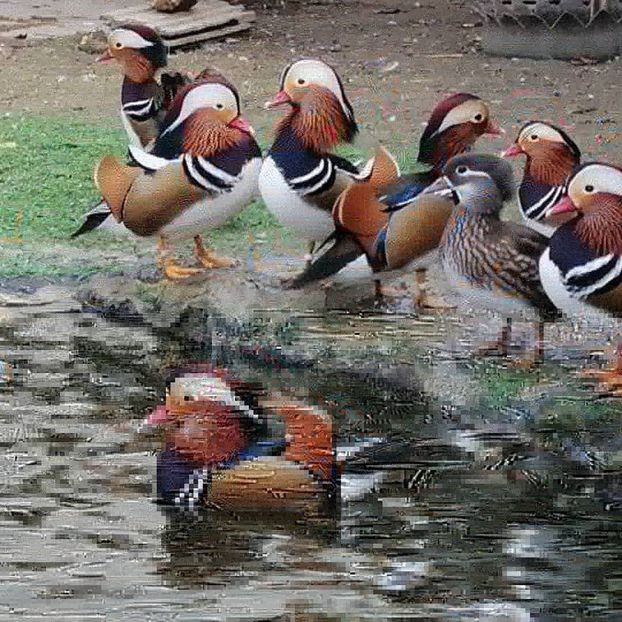  - rate mandarin