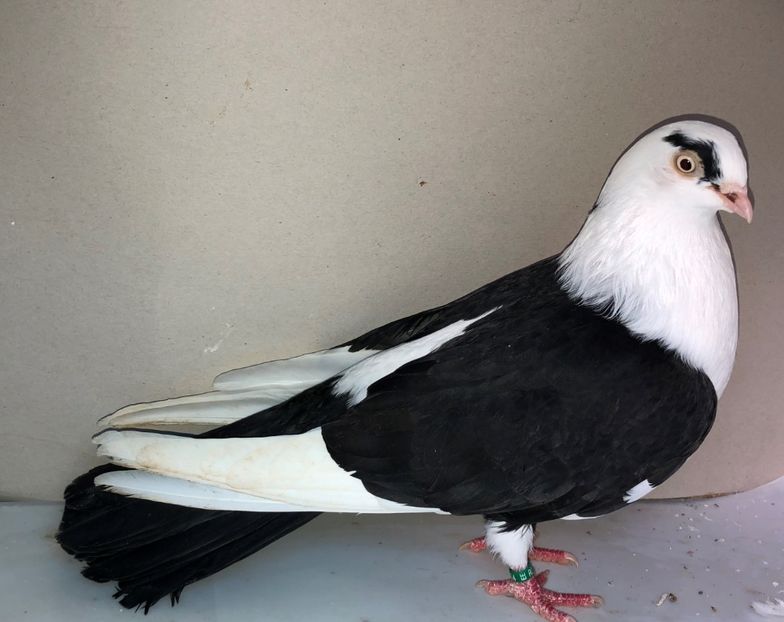 6834  femelă  2019 - Plecați ALBUM 3