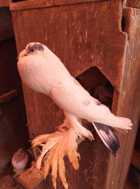 133938321_878429149654903_9189388570846894769_o - pereche 5