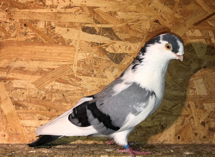 7075  mascul  2018 - 00001 porumbei dragi mie arhivă