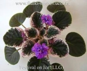 Festival on Ice - AA Violete in colecție poze net