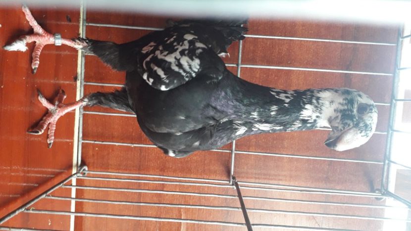 Prundeanu sergiu - Achizitii 2020