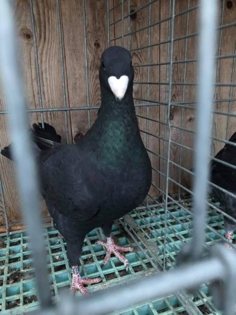 Gross - Achizitii 2020