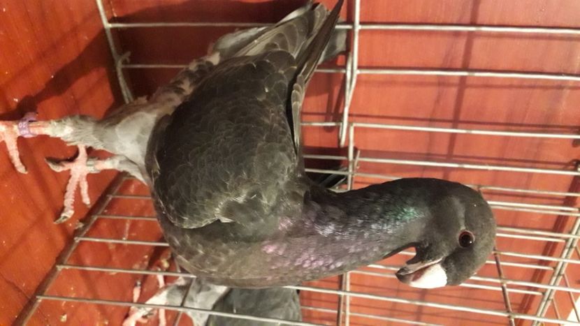 Gross - Achizitii 2020